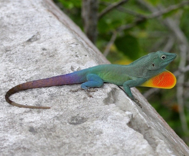 ящерица яркой окраски 5 букв сканворд. пятнистый хамелеон. ящерица яркой окраски 5 букв сканворд. ящерица яркой окраски 5 букв сканворд. сцинк петерса.