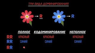 Кодоминирование и неполное доминирование (видео 4) | Классическая генетика | Биология