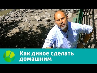 Природоведение. Как дикое сделать домашним | Живая Планета