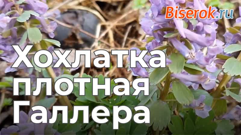 Хохлатка плотная