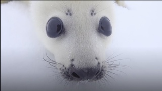 Baby Seal Checks Out Photographer