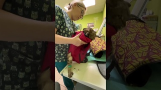 Котэ, Просто ужас!!!!! Не думал что мой кот так может орать((((( бедненький 😔 ЗАБОЛЕЛ….