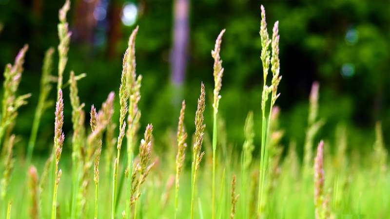 Sounds of the forest in spring to relax, meditate, sleep. Herbs and flowers in a forest