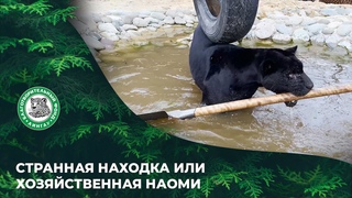 ВЫПУСК 102.  Странная находка или хозяйственная Наоми.