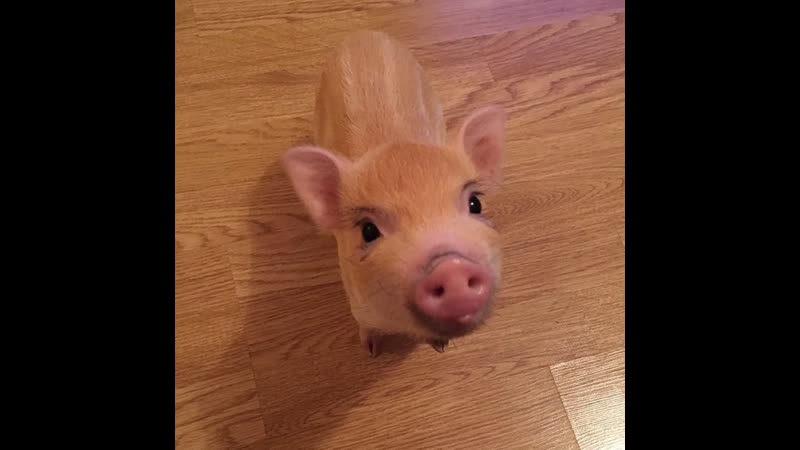 YUMMI LXNGVX (shigure ui loli x dark souls