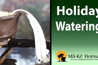 92) Bonsai Watering System For When You Go On Short Holidays