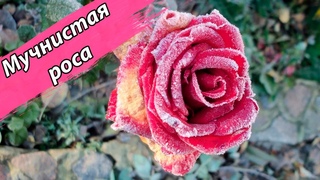 Мучнистая Роса, На Розах. Способы Борьбы