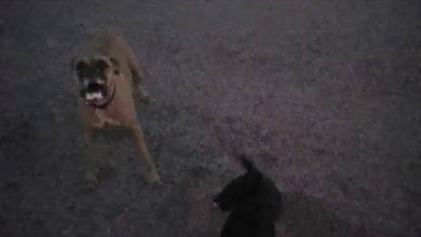Two big, angry dogs (one frothing at the mouth) charge a lone police officer at night. This could have ended