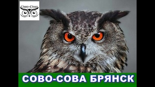 СОВО СОВА БРЯНСК   ОМОЛОЖЕНИЕ И ОЗДОРОВЛЕНИЕ
