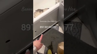 Замерзающая кошка с травмой ног найдена в сугробе / надо спасать кроху / Saving the cat