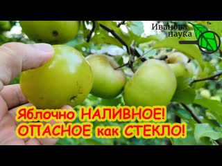 ЧЕГО НЕ ХВАТАЕТ ДЕРЕВЬЯМ Чем подкормить яблоню от гнили плодов. Стекловидность плодов. Как лечить.