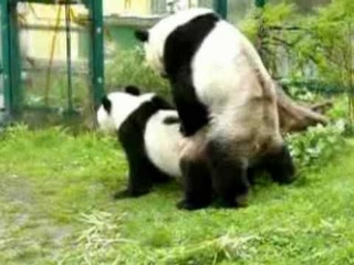 Panda couple mating! Zoo Vienna
