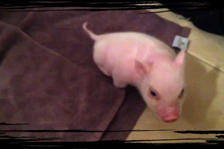 Pig without wheelchair - Chris P. Bacon