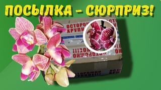 Орхидейная посылка-подарок, посылка-сюрприз!