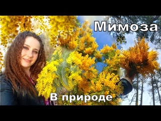 Мимоза а природе,  как Акация серебристая цветет в марте в Абхазии