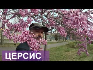 #ЦВЕТЕНИЕ ЦЕРСИСА  на Пионерском проспекте и возле 5-ой школы в Анапе