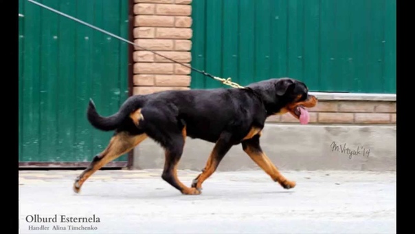 Show training young females rottweiler Olburd