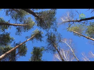 Стихи над миром. Стихотворения Зинаиды Миркиной
