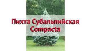 Пихта субальпийская Компакта  Обзор: посадка и уход. саженцы пихты Компакта: описание и особенности