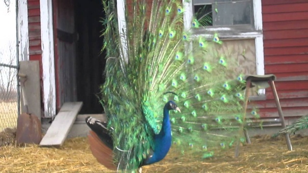 Peacock showing off this morning 4, 7,
