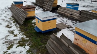 Пчеловодство. Шёл второй день, февраля 2022 года.