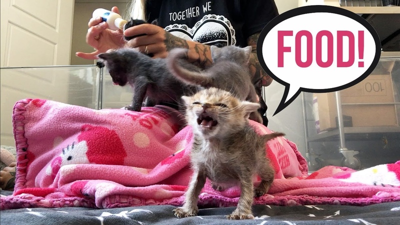 Feeding Seven HUNGRY Foster