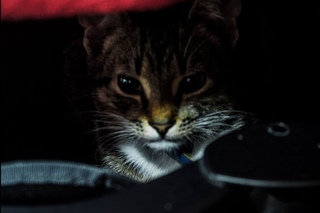 A cat Zhorik is hidden under a sofa/Кот Жорик прячется под диваном