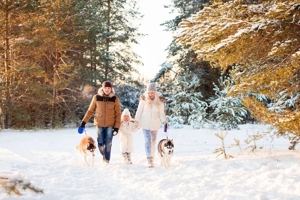 байкал зимой собачьи упряжки. финляндия собачьи упряжки. отдых зимой с собакой. хаски на прогулке. хаски катаниемна собачьих упряжках.