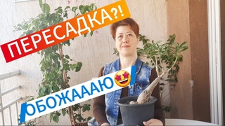 АДЕНИУМЫ🥰. Часть✌️. Продолжаю ПЕРЕСАЖИВАТЬ  новичков в свой грунт. АВГУСТ 2024.