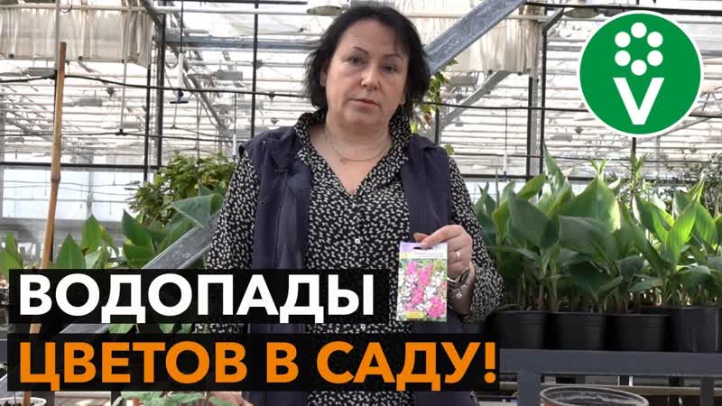 Лучшие быстрорастущие однолетние лианы для вашего