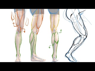 How to Draw the Muscles of the Leg - the Easy Way!