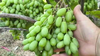 Тайсон и Смерека урожайный  виноград на