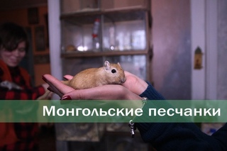 Монгольские песчанки