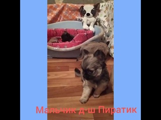 дш мальчик чихуахуа в продаже
