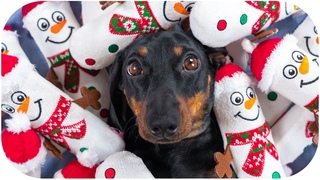 Sharing is caring! Cute & funny dachshund dog video!