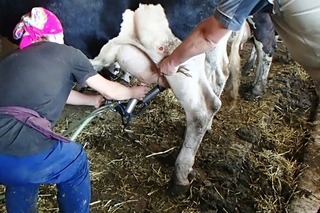 РАЗДОЙ Первотёлок. Milking  &quotfreshly calved heifer" .