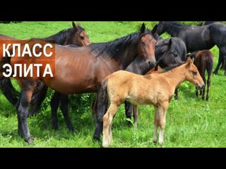 Лошади Кабардинской породы класса элита. Агроэкспедиция по Кабардино-Балкарии