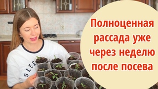 ПОСЕЯЛА ТОМАТЫ ПОЗДНО И ВОТ ЧТО ПОЛУЧИЛОСЬ