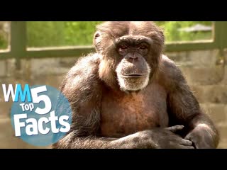 Top 5 Weird & Wild Chimpanzee Facts