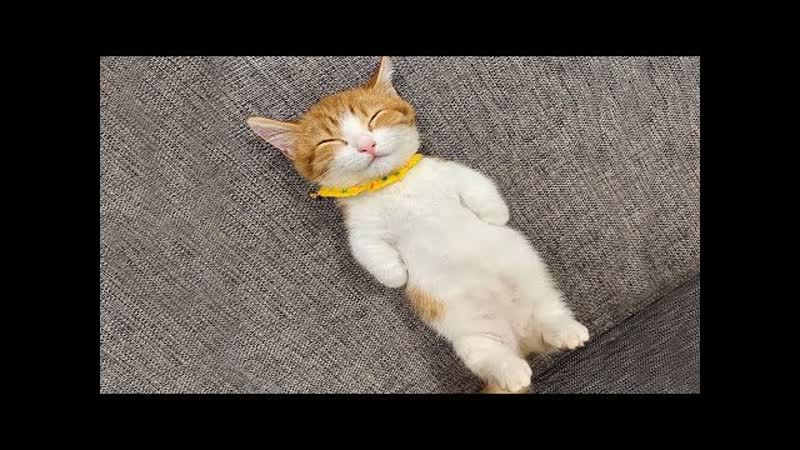 Котя Самые милые животные, 31 (кот кошка котенок кусь cat
