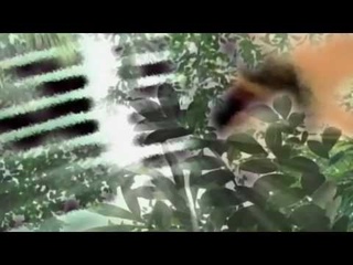 Tyler - Jihaku