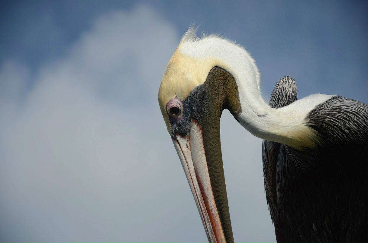 Сергей Желнинский Александрович | Воронеж