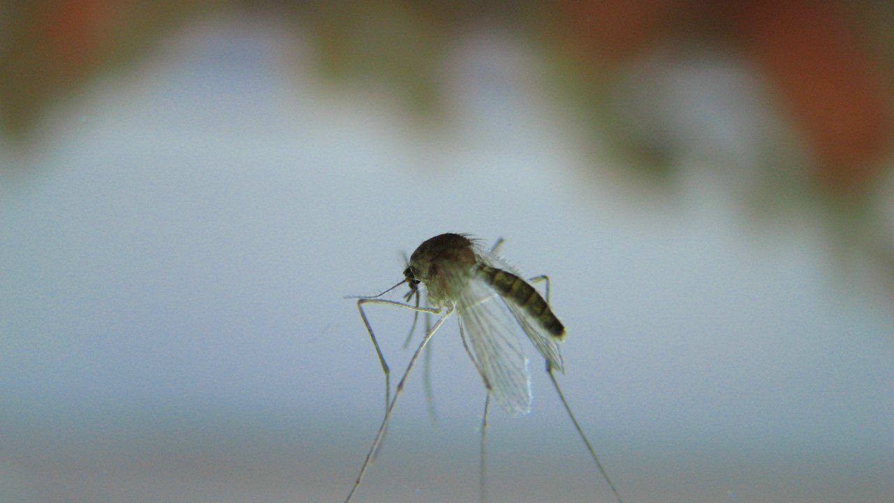 Владимир Зощук То густо То пусто | Севастополь