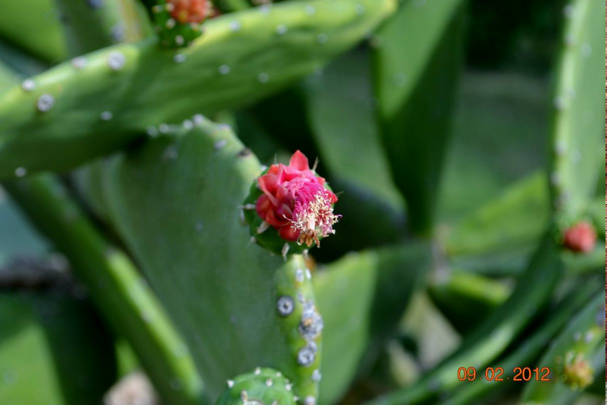 Алеся Волкович | Санкт-Петербург