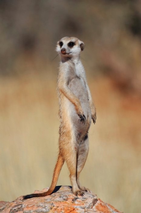 Зуля Ля ****♫..ιllιlι.ιl.**** | 