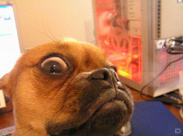 №8, Николай Лавров, 124 года, Нивский №8, Николай Лавров, 124 года, Нивский