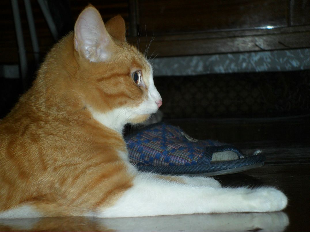 Анютка Вохмина <Мяука> | Красноярск