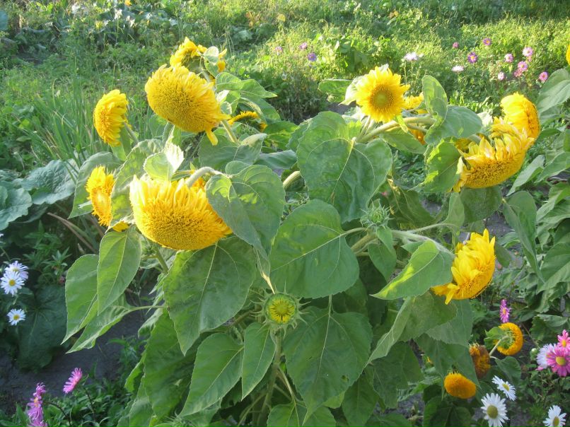 Наталия Есса | Zarqa