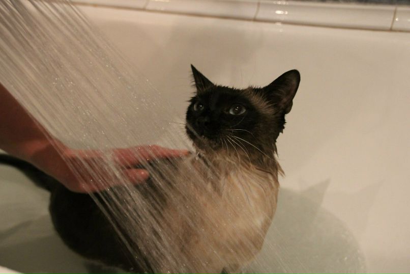 Ленулька Полякова Agahta | Москва