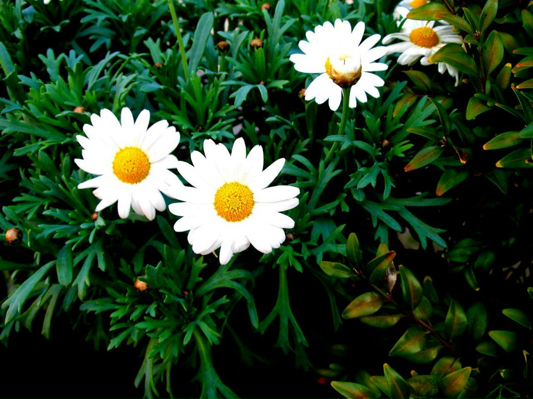 Алиса Семеновых ♥ ALIS ♥ | Херсон